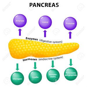 amilasi pancreas