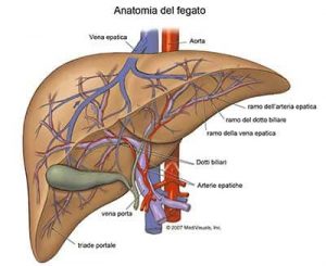 fegato-anatomia