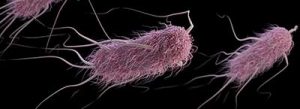 ausilium escherichia coli