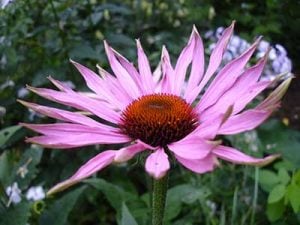 mononucleosi echinacea