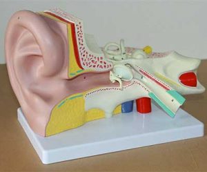 sindrome di meniere labirinto