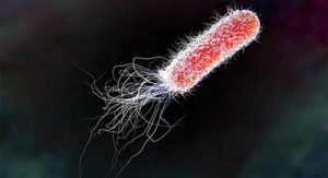 levofloxacina escherichia coli