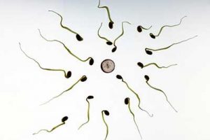 spirale anticoncezionale fecondazione